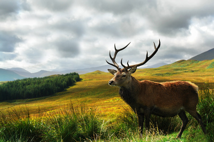 stag on hill