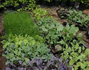 You'll see delicious greens like this at your local CSA organic farm!