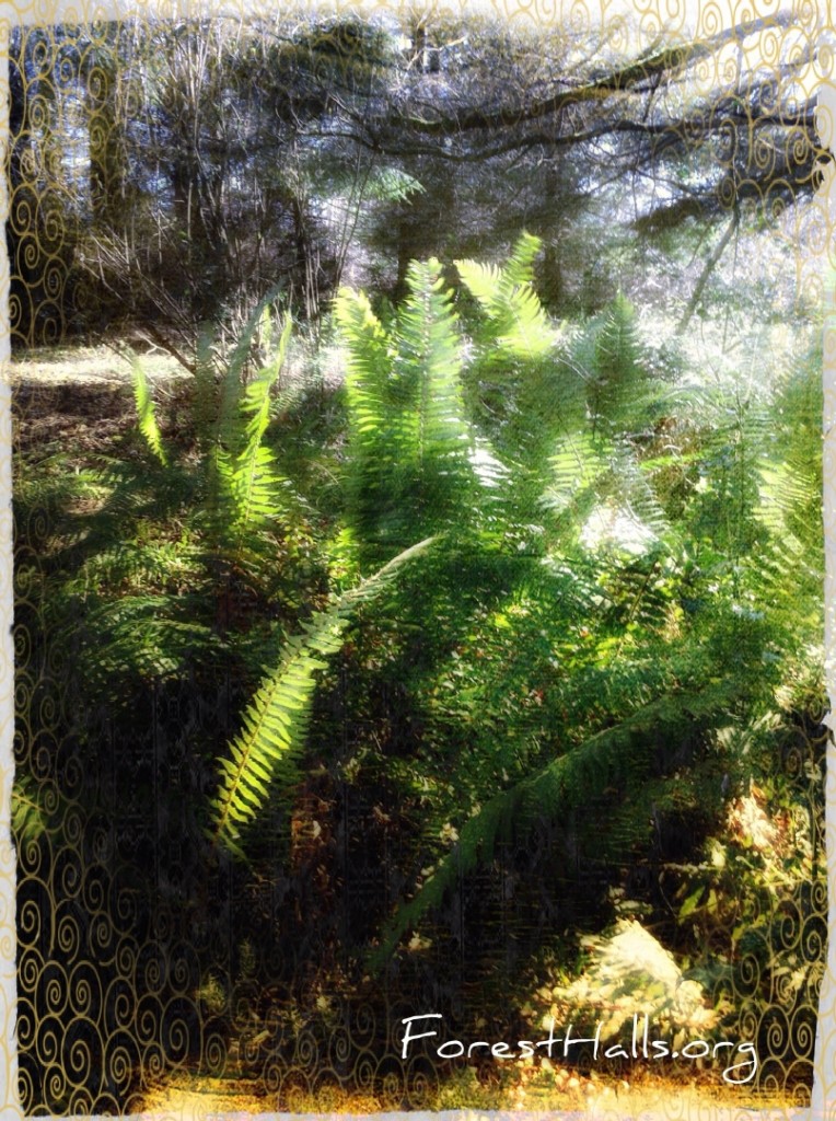 Sword Ferns imitating Leaves the Red Fox - photo by Jane Valencia