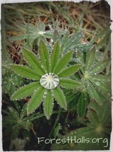 Lupine Lens - photo by Jane Valencia