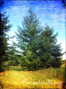 How about standing like this tree? Douglas-fir - photo by Jane Valencia