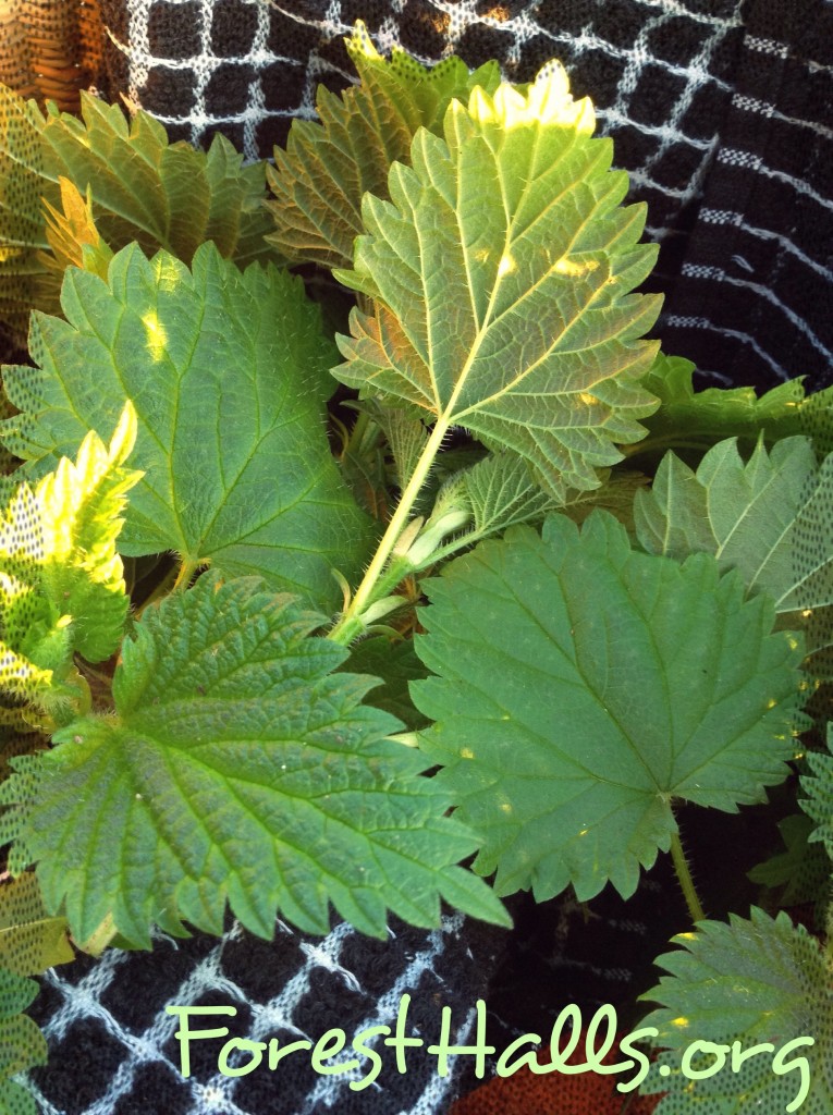 First Nettles - Photo by Jane Valencia