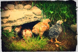 Sunbalm Castle: Chicks