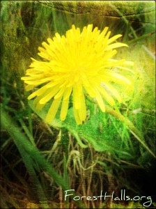 Dandelion - photo by Jane Valencia