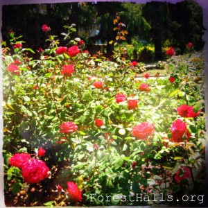 Red Roses - photo by Jane Valencia