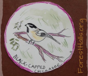 Black-Capped Chickadee - art for one of my students.